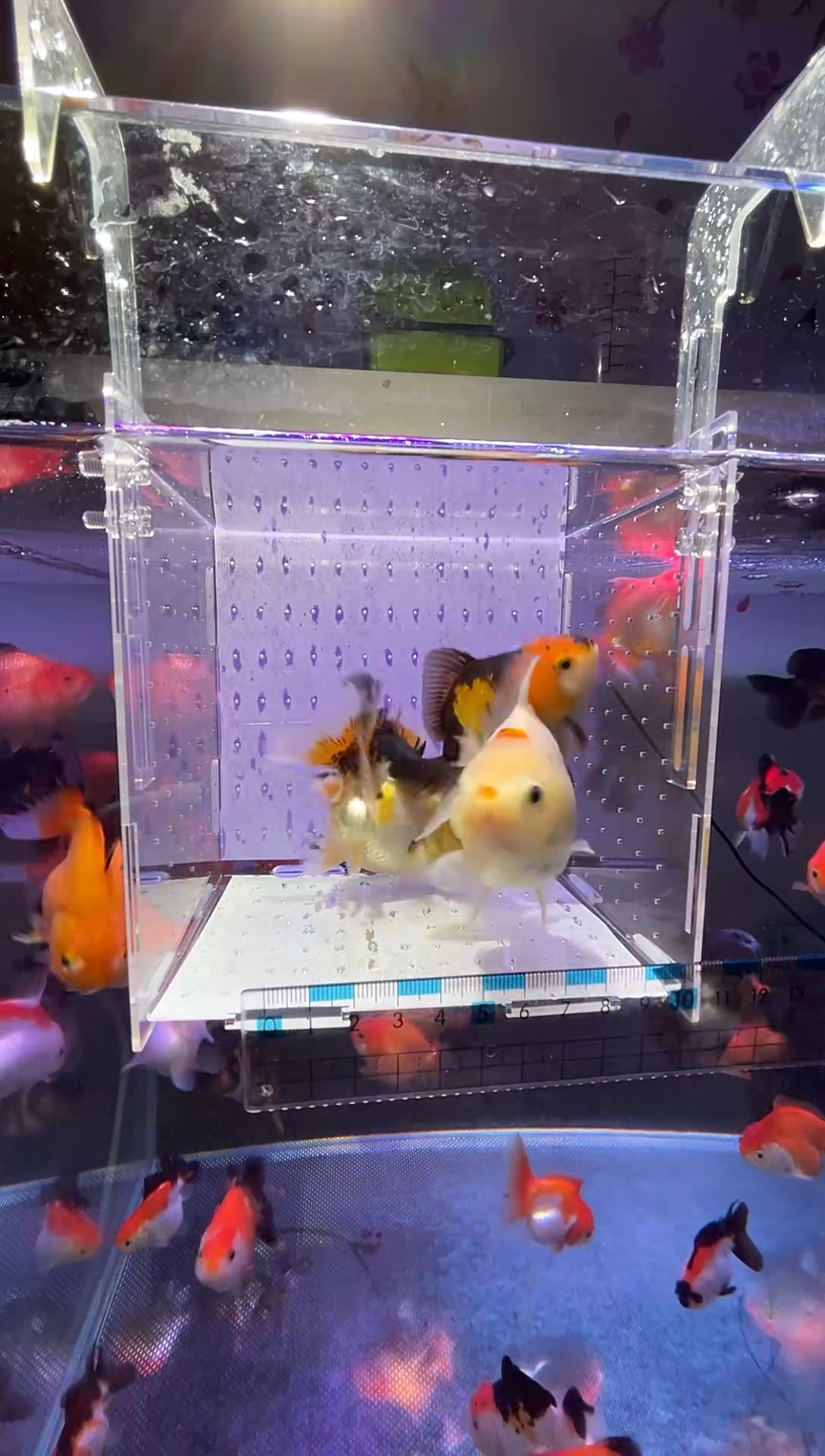 金鱼三色玛丽泰狮F1三条7-10厘米，包邮（直播挑选）粉丝专拍