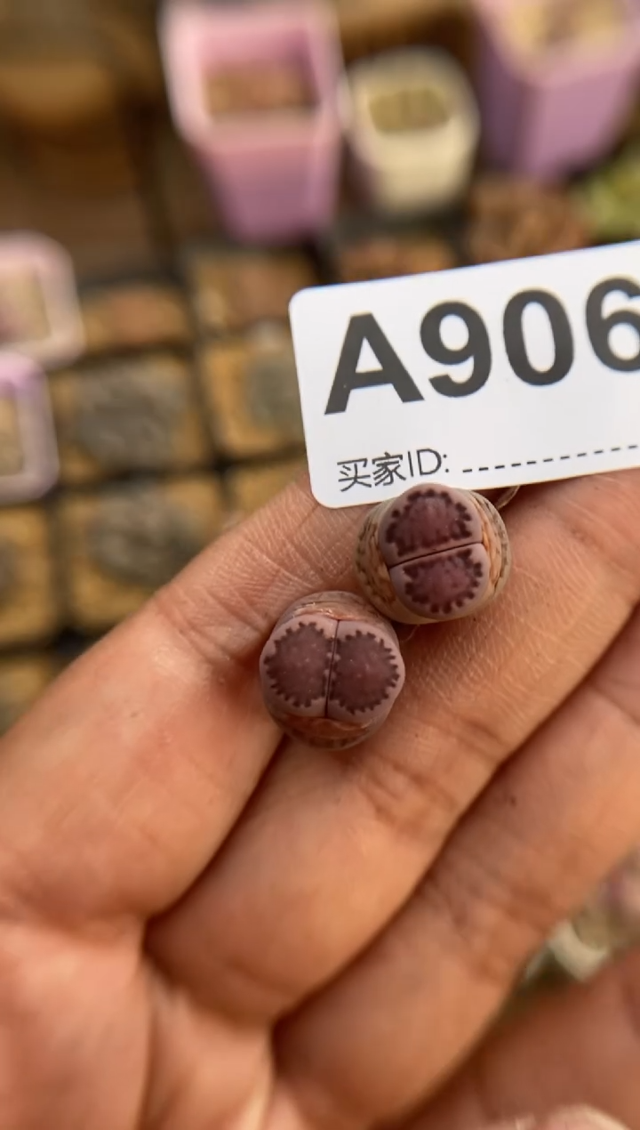 【闪购商品】9060直播一物一拍