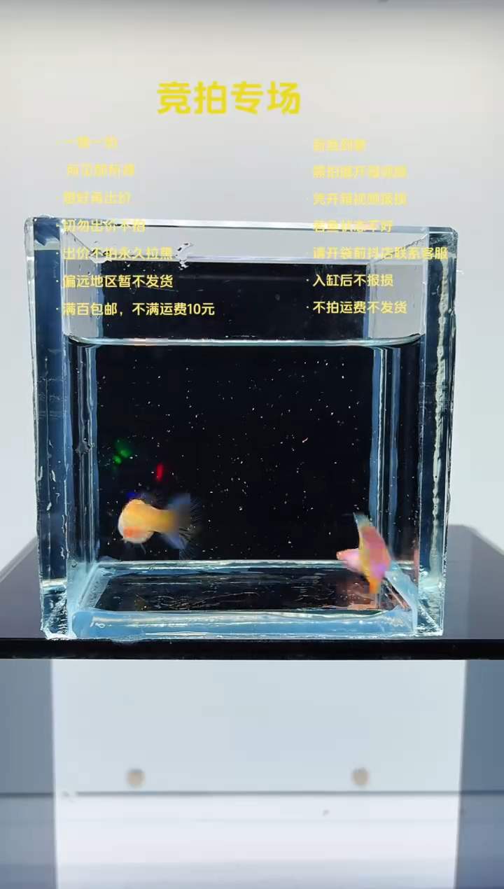 孔雀鱼极光彩虹一对-89