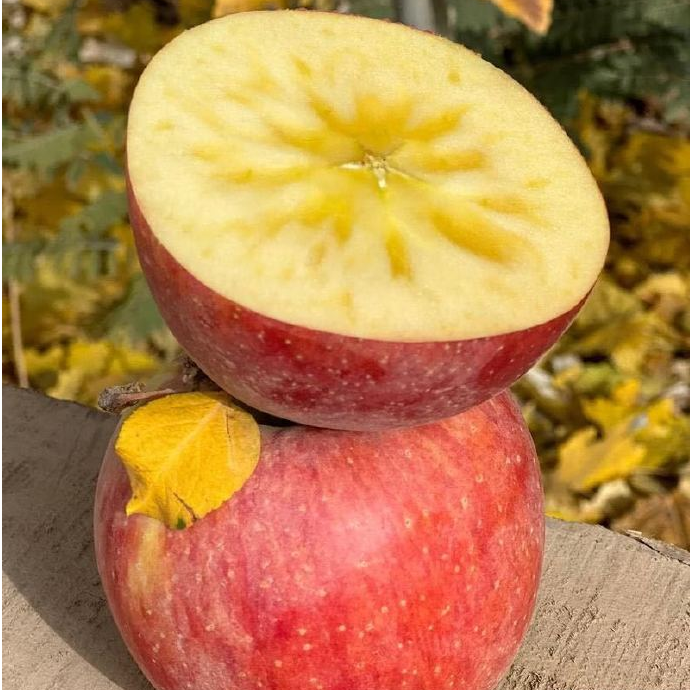 当季新鲜冰糖心苹果红富士脆甜多汁皮薄水果