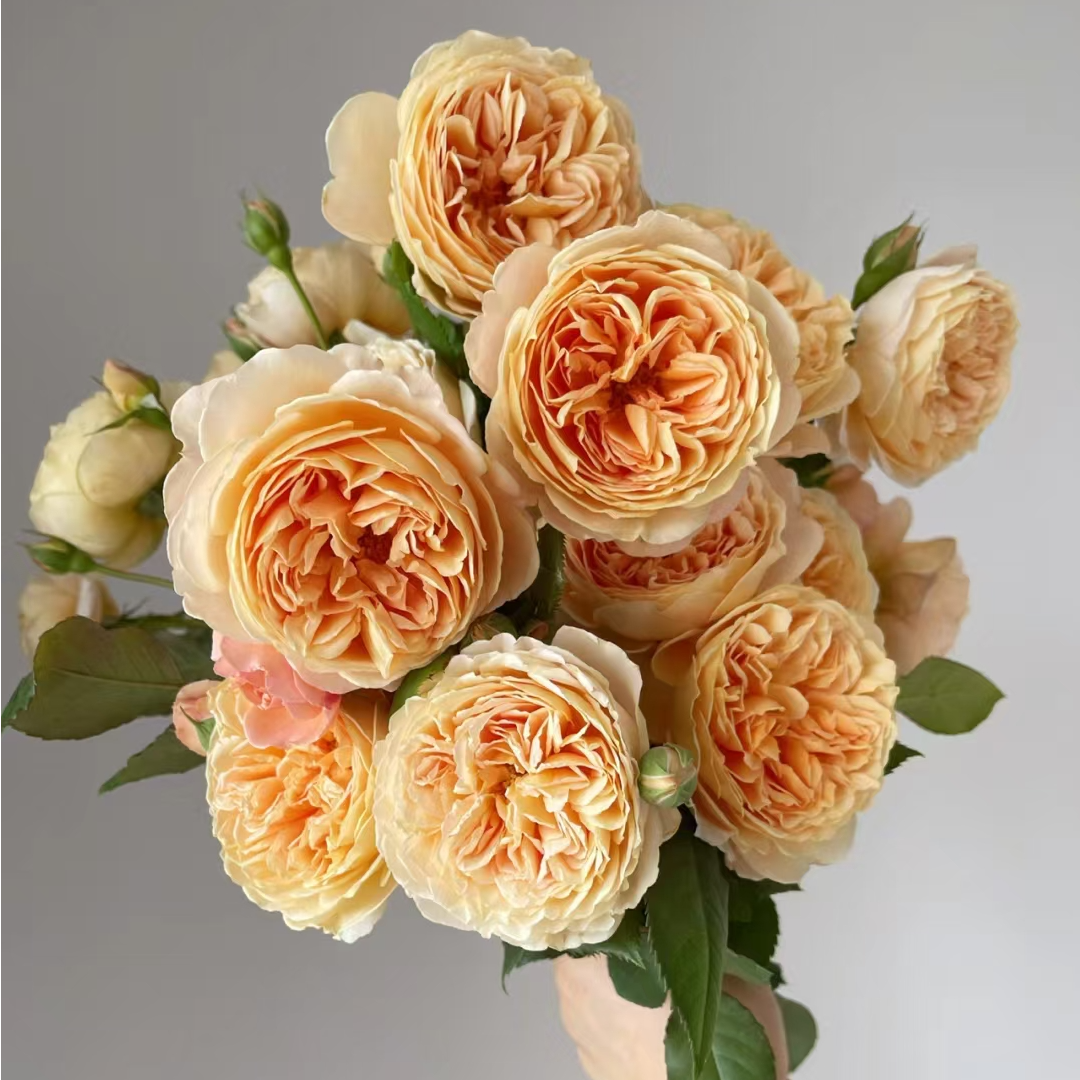 1.5米高 玛格丽特王妃四季开花藤本月季花苗耐寒耐热庭院阳台花卉