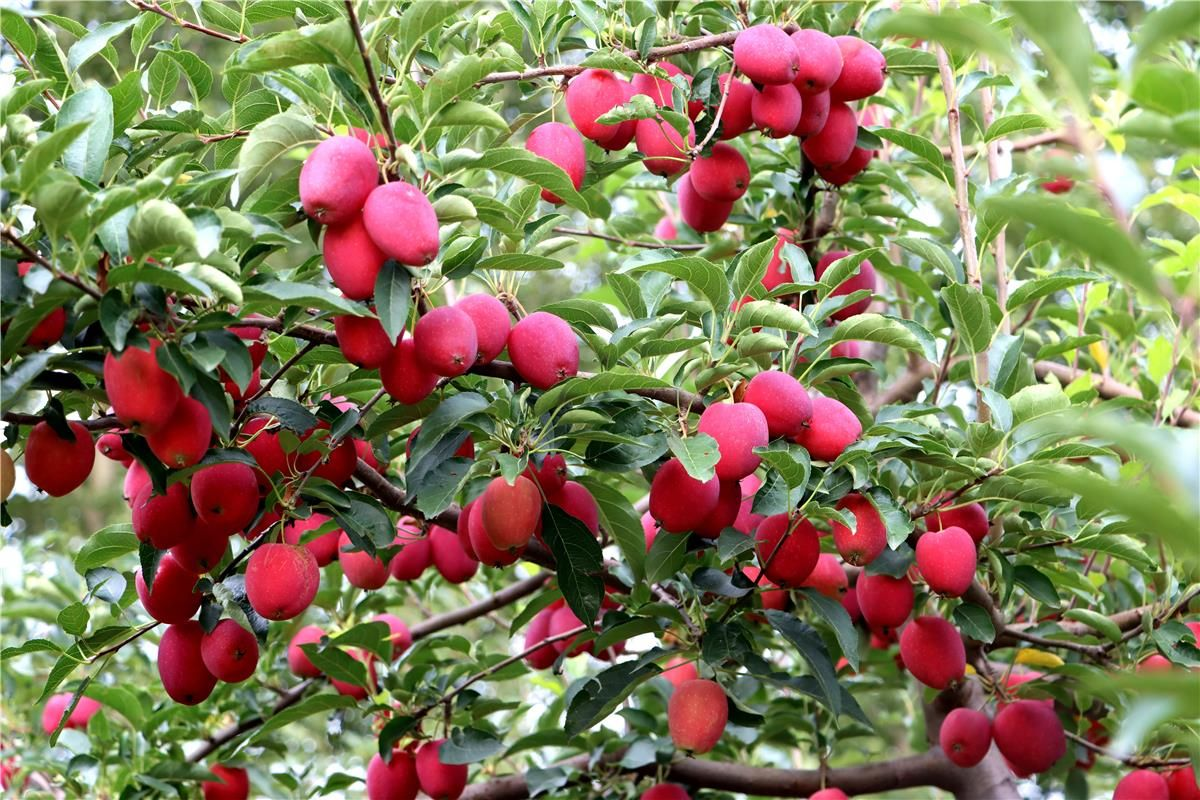 新鲜水果 精选优质鸡心果 内蒙特产酸甜可口，脆甜多汁