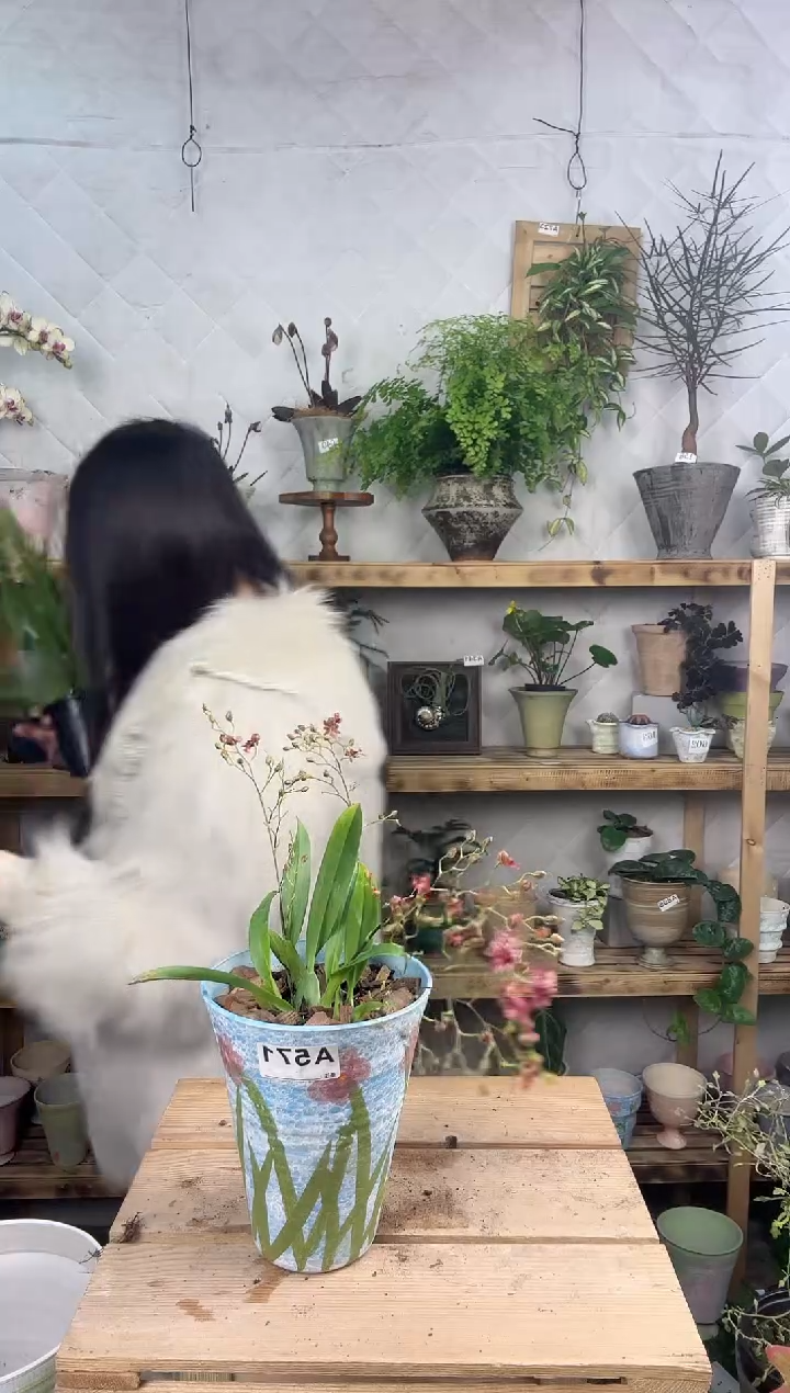 无花朵571文心兰加盆一套