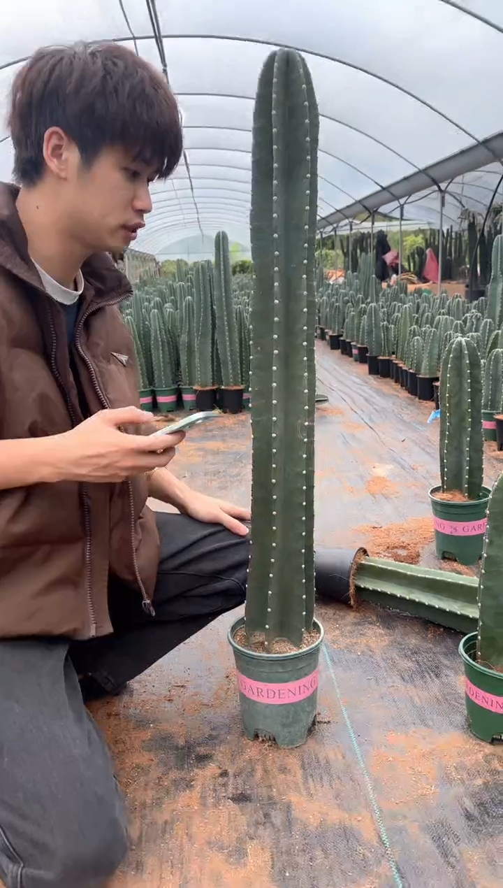 【带盆土】50cm+ 量天尺 不指定带花苞