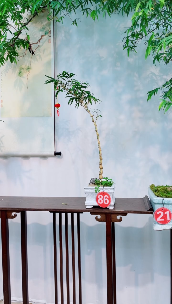 无花朵室内观赏竹盆景
