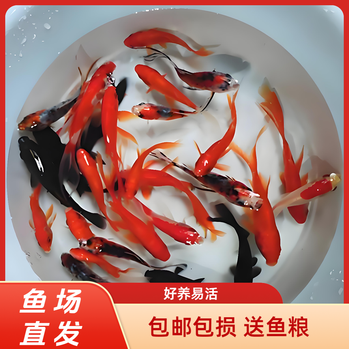 8 - 12厘米五色混搭红草金鱼冷水鱼锦鲤观赏鱼皮实好养耐活送鱼粮