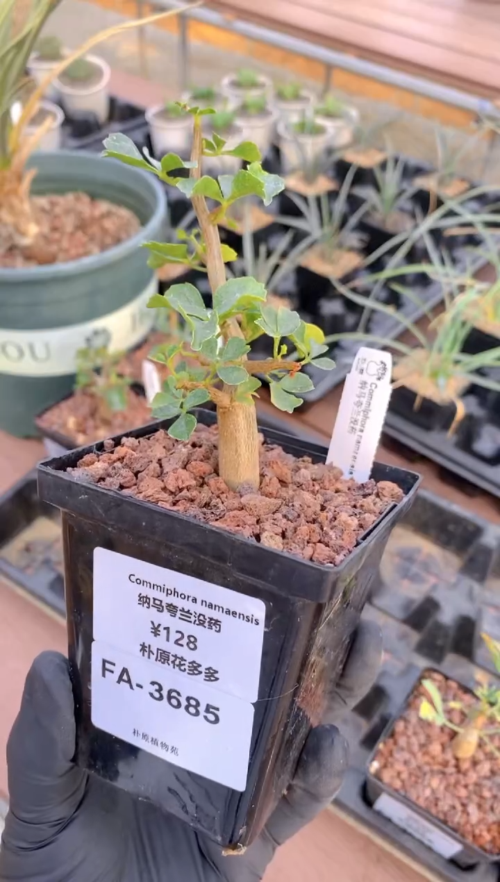 纳马夸兰没药FA-3685