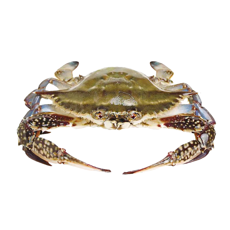 /鲜活/渤海湾梭子蟹3-4两，捕梭子蟹少腿属于正常【保鲜不保活】1斤4只左右，