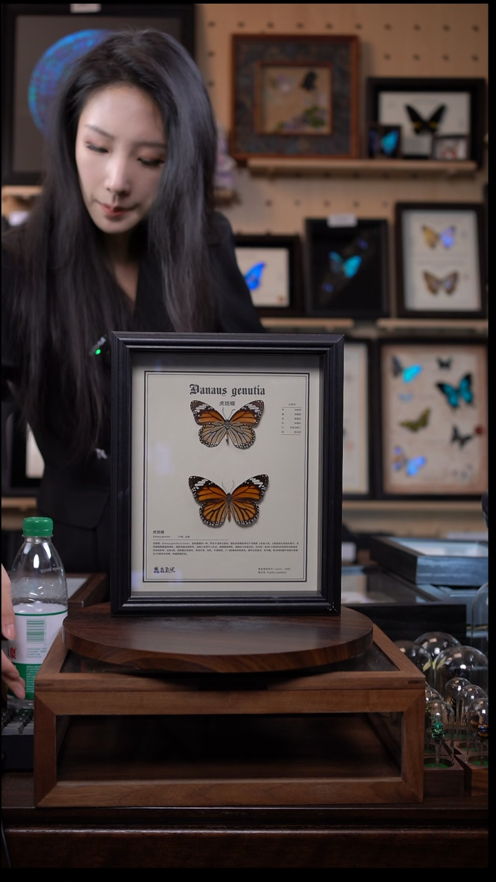 虎斑蝶两只科普款黑框
