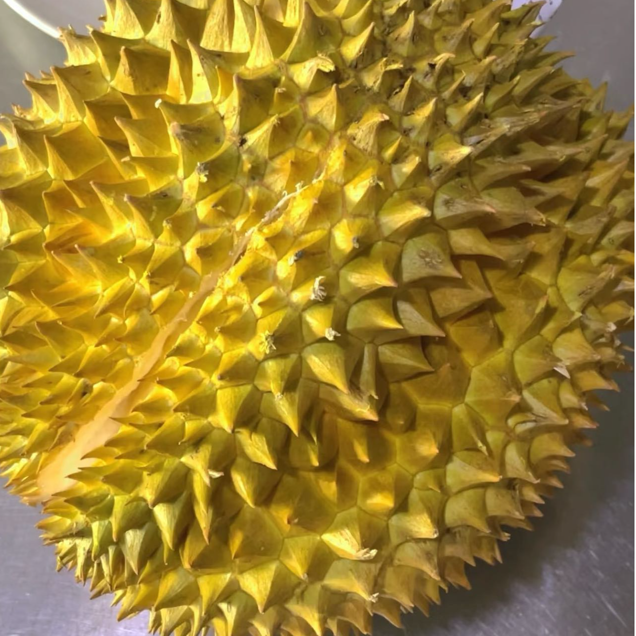 泰国空运A果金枕新鲜榴莲软糯香甜核小软糯香甜(水分蒸发在8%左右）2公斤左右金枕泰国东部