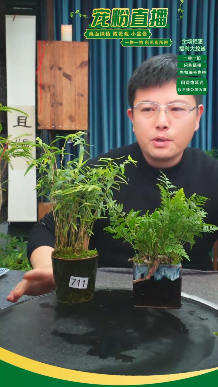 无花朵A****师苔藓微景观711号