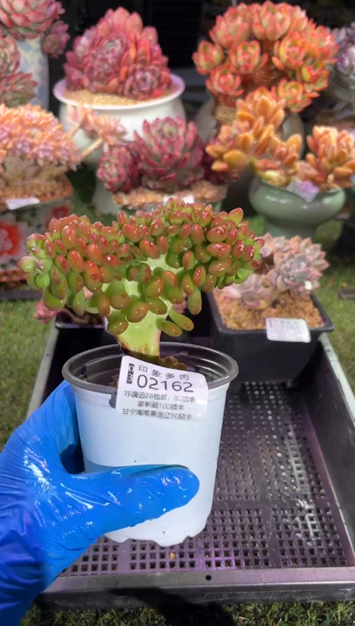 【闪购商品】02162