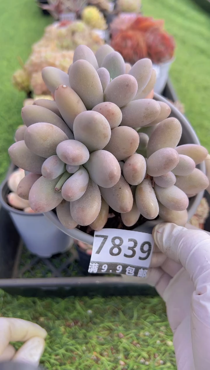 【闪购商品】信福多肉一物一拍