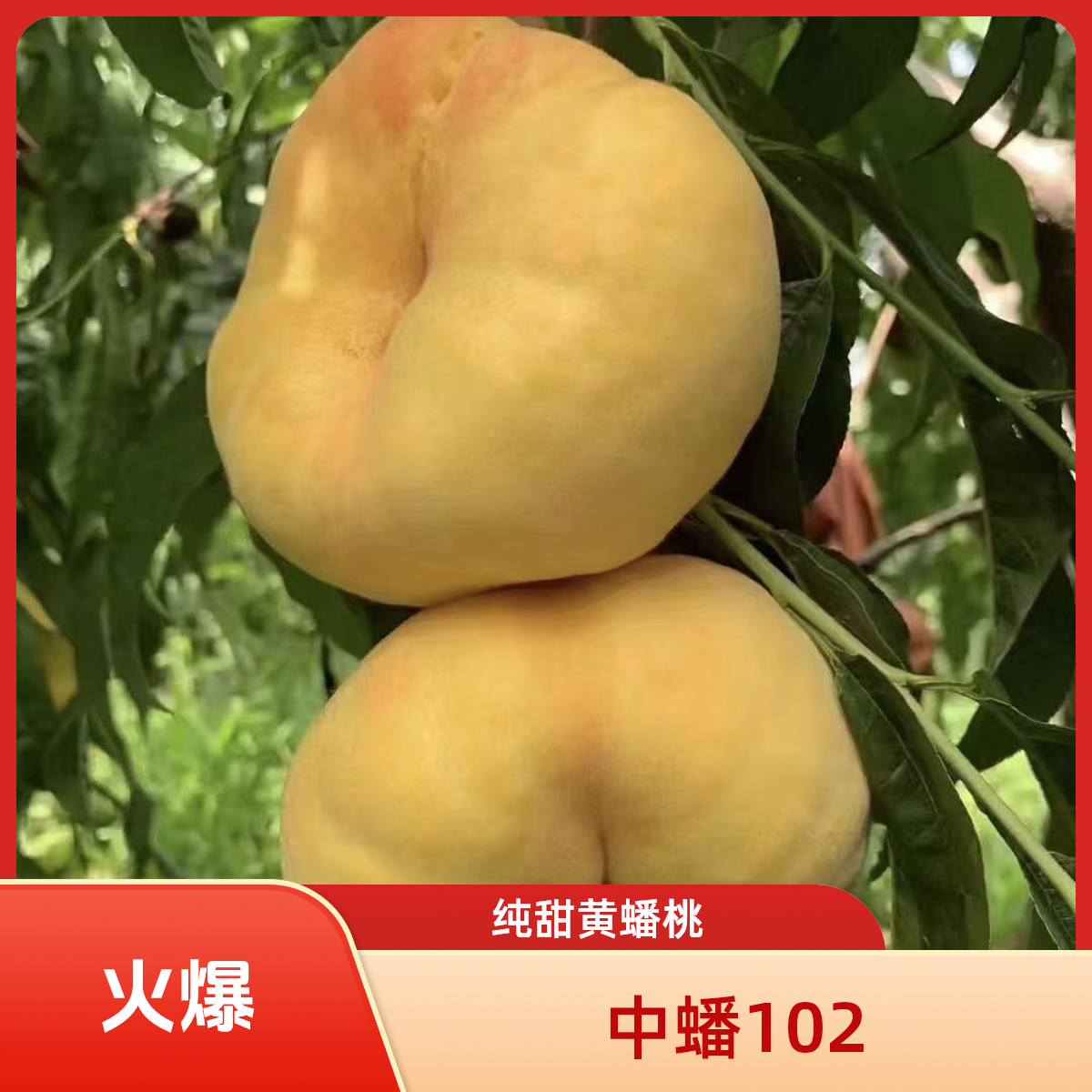 老孙苗木南北方嫁接六月下旬中蟠102大蟠桃果树苗水果树苗桃子