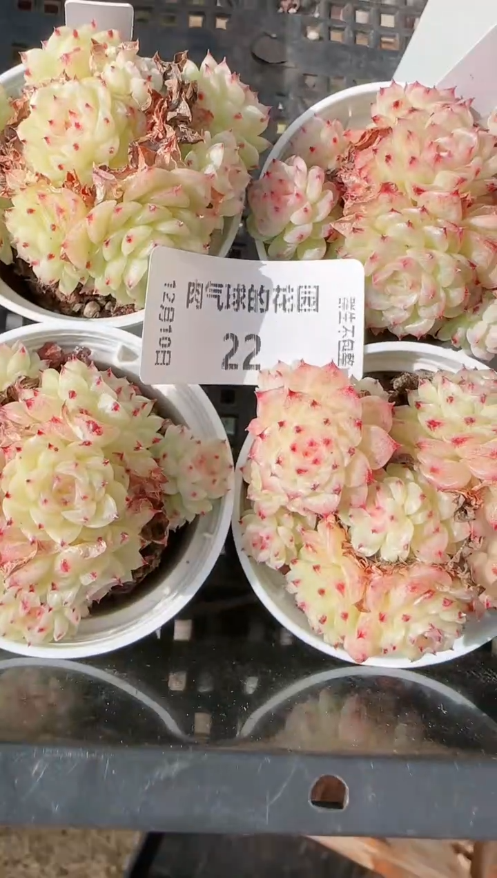 1210-22fm-69多肉量拍任意发其中一颗群生不包整