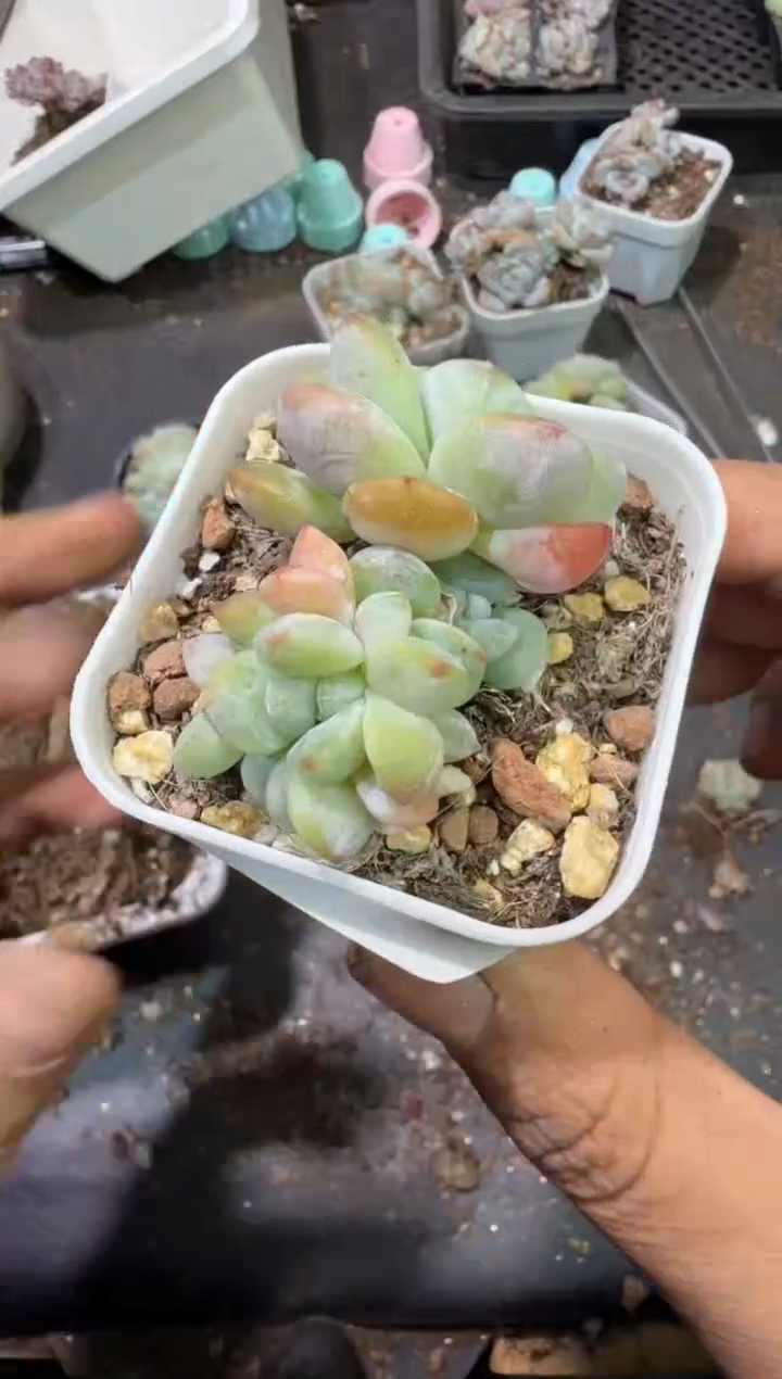 阿*159号江北多肉-到手一筐
