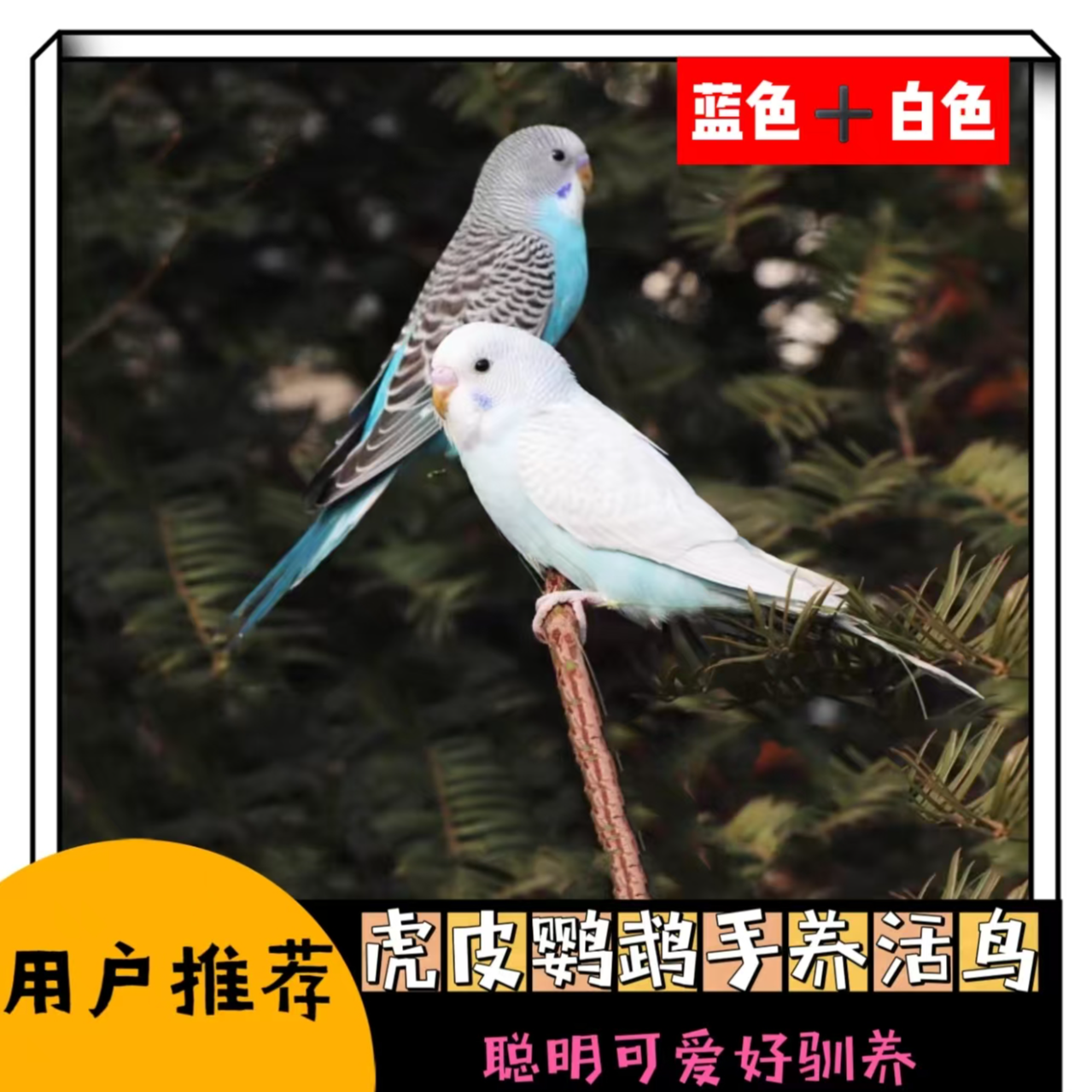 2只 鹦鹉活鸟活物会说话手养鹦鹉虎皮观赏鸟活鸟包邮