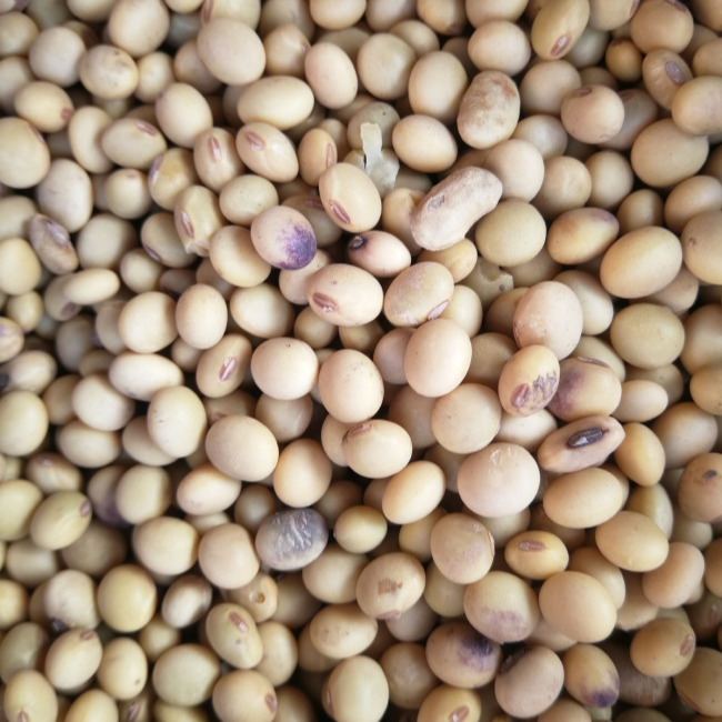  村播赶集 农家收货 黄豆