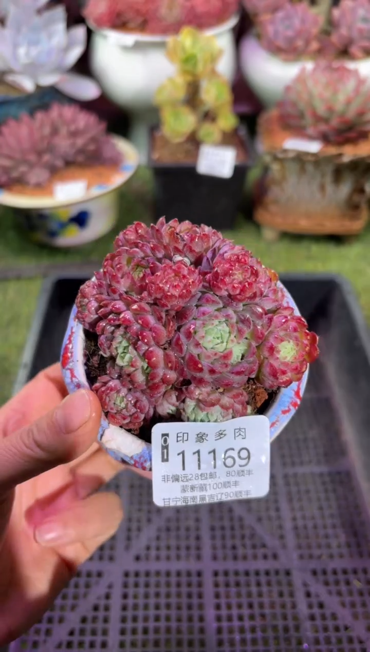 【闪购商品】11169