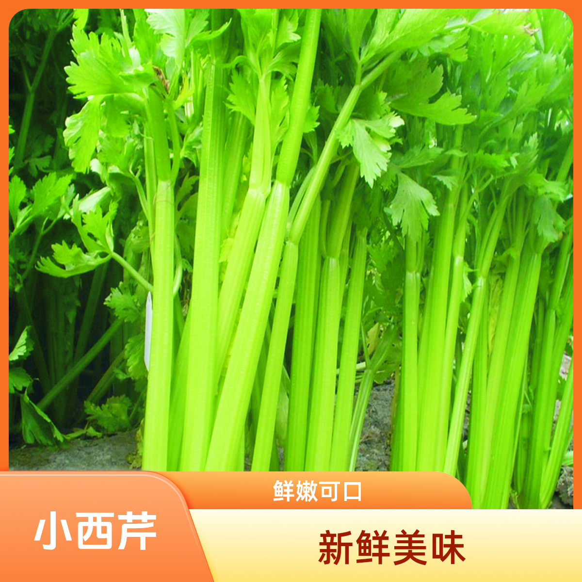 头茬露天种植生吃榨汁水果西芹地头带叶发货无残留无添加健康菜