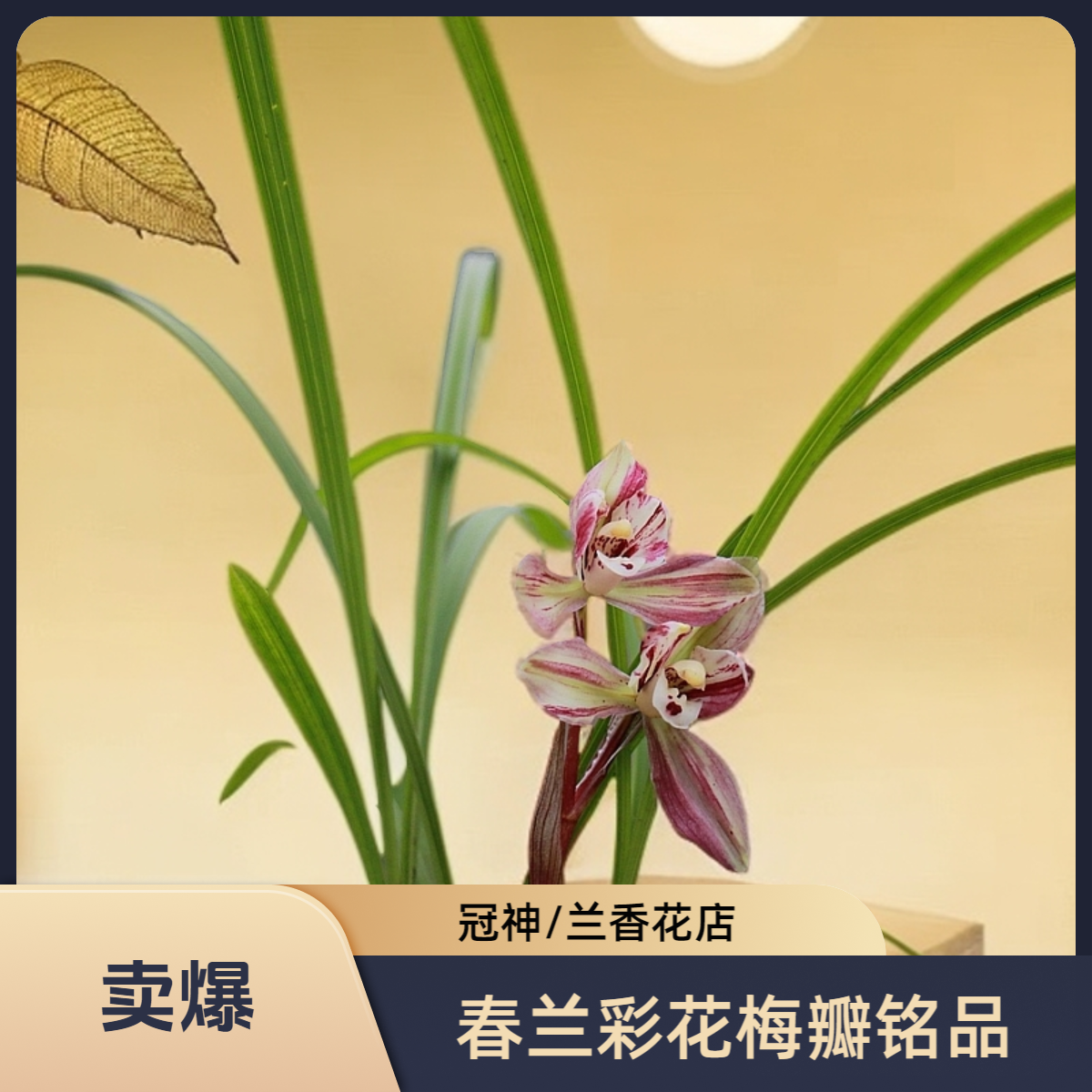 冠神（春兰彩花梅瓣铭品）（旺草兰香花店）（绿植）