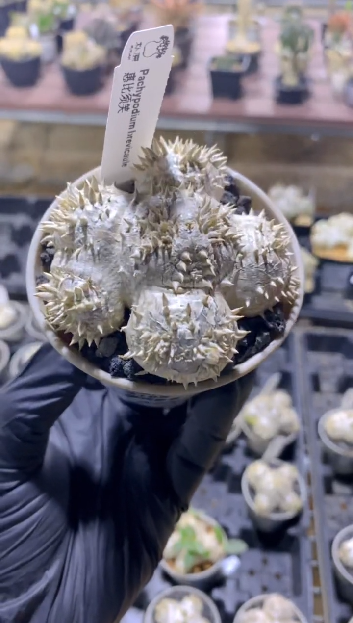 【闪购商品】惠比须笑FA-6779