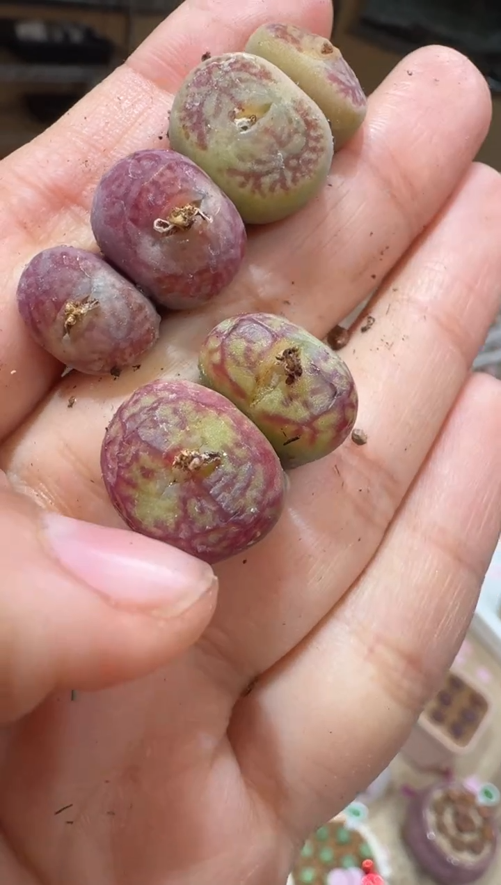 184多肉植物肉锥杂交一颗