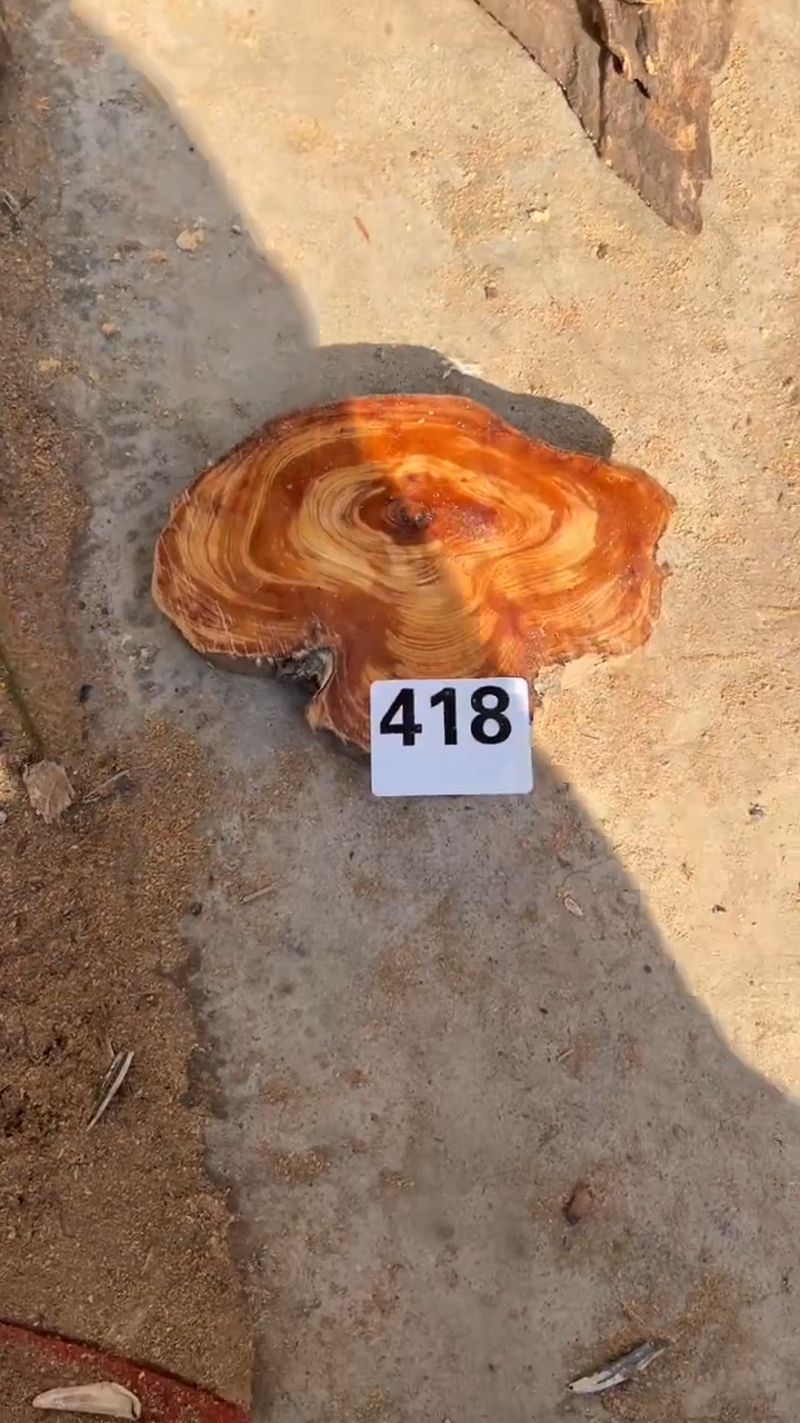 柏木（崖柏）太行崖柏香片