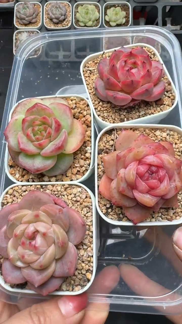 【闪购商品】980号珍妮多肉一物一拍3单包邮