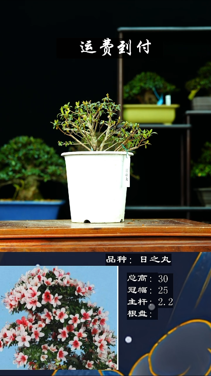 【闪购商品】无452