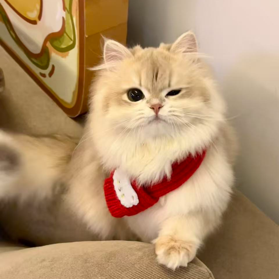 T金渐层蓝金矮脚拿破仑金吉拉公母多品种专拍链接（不包托运）