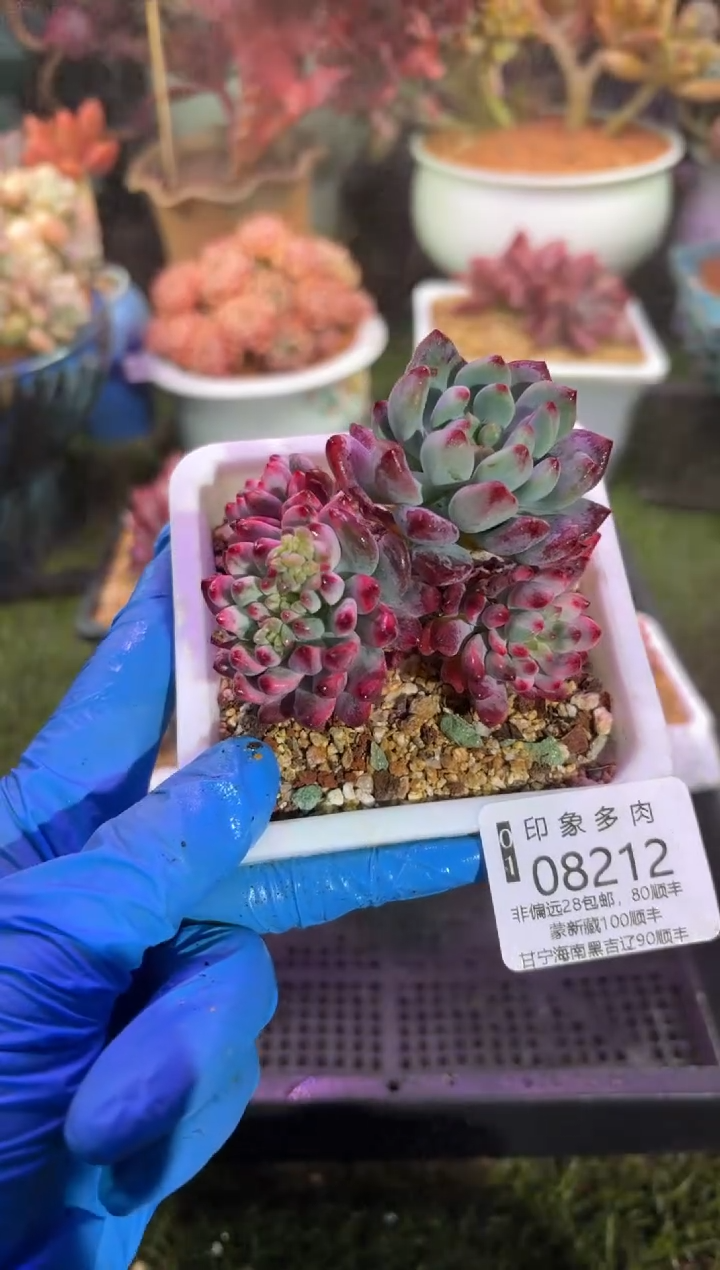 【闪购商品】08212