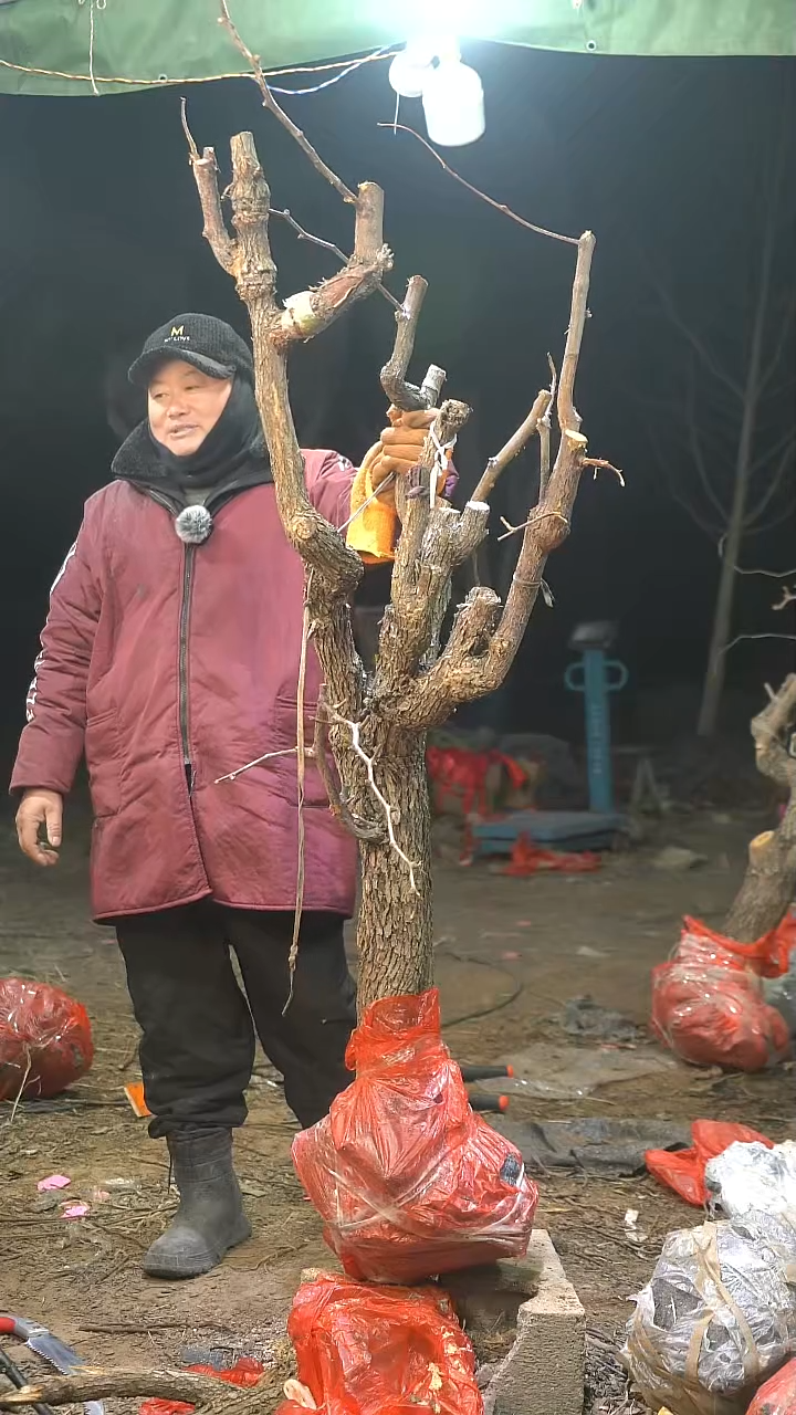完全开放枣树825