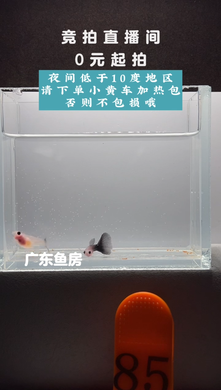 孔雀鱼超透玻璃猫短体一对编号85