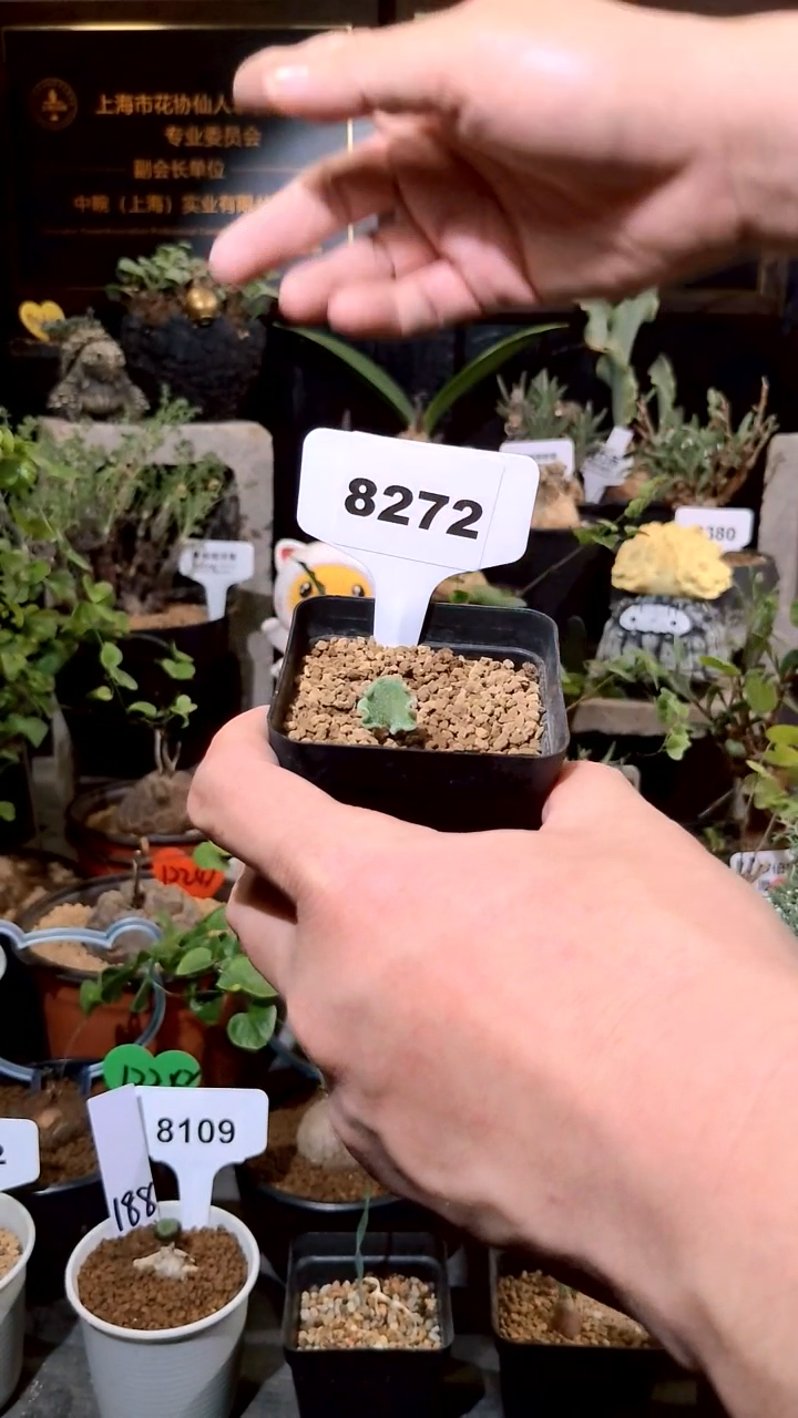 8272号1224福利植物冰晶海带