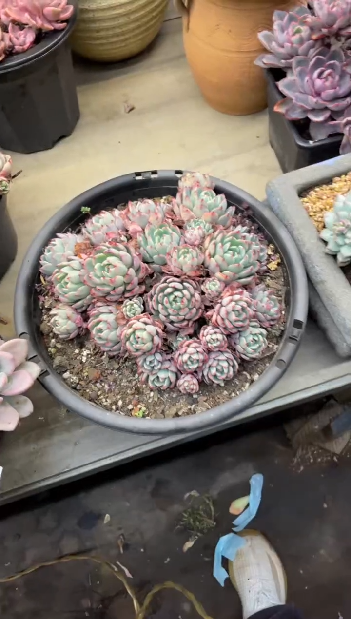 【闪购商品】1-212娜娜