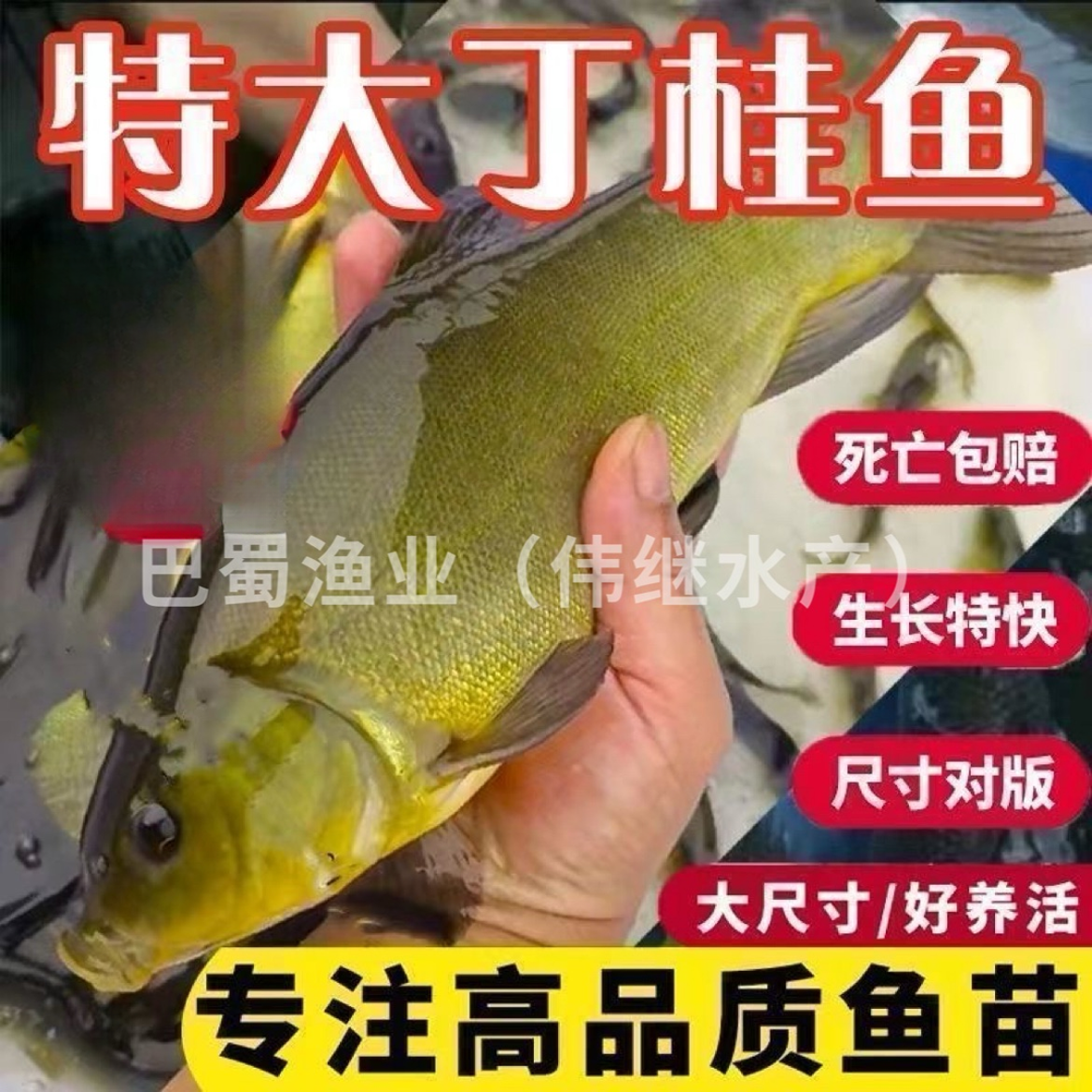 【丁桂按斤称】丁桂鱼苗耐寒抗冻丁贵鱼苗水族活体宠物鱼淡水