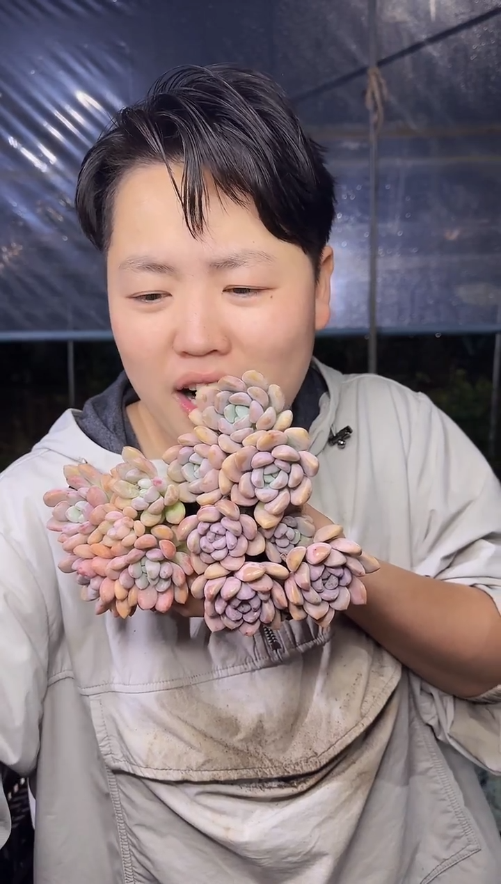 （1叶片起）多头白鹭3颗5