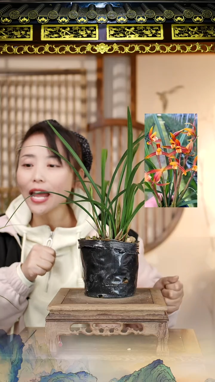 全部花苞寒兰朝阳4苗5花