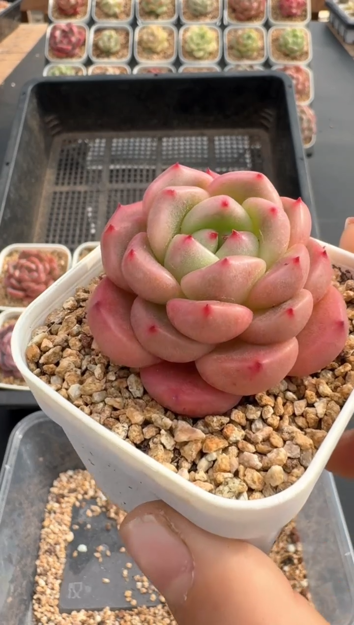 【闪购商品】603C物拍多肉带盆土6.5杯拍3颗包柚