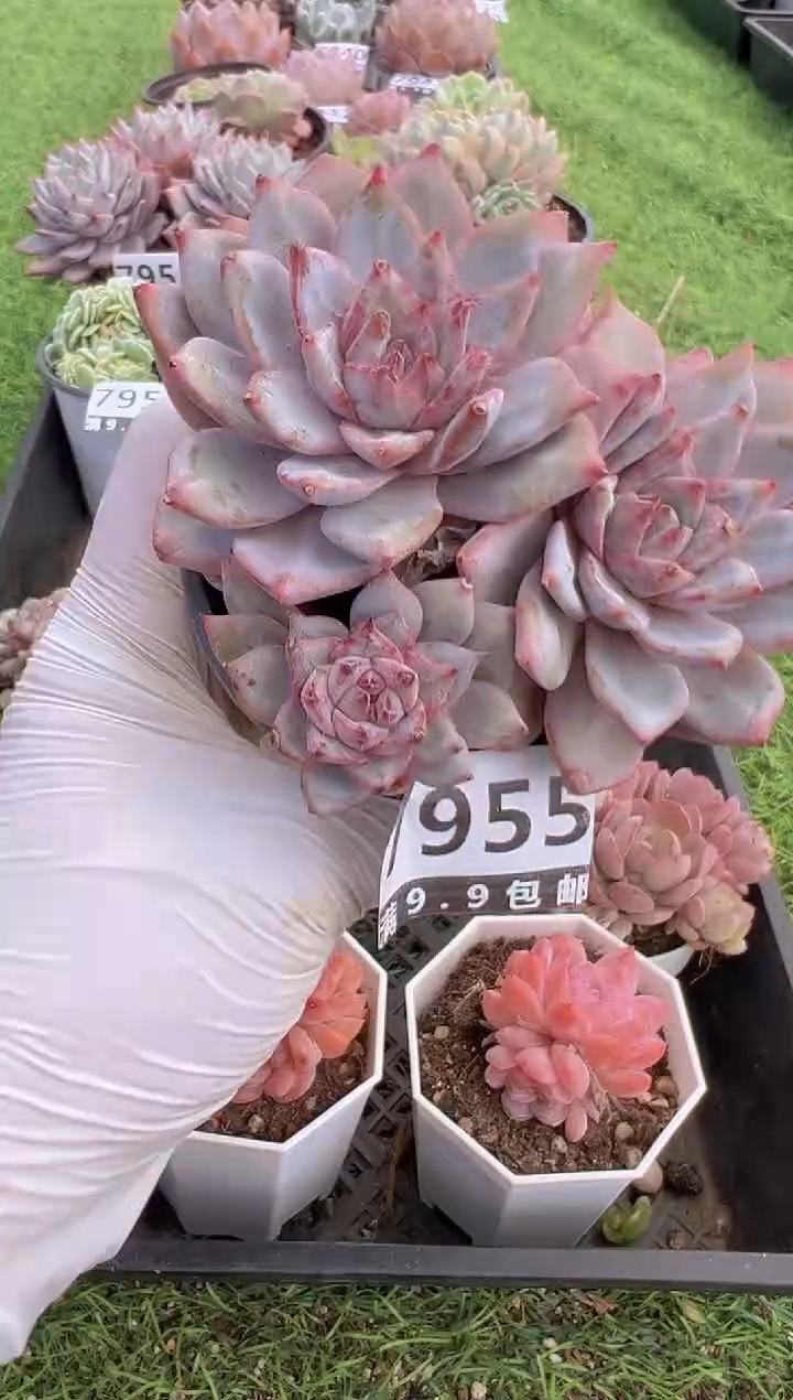 【闪购商品】信福多肉一物一拍