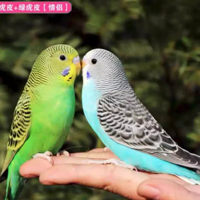 手养虎皮鹦鹉活鸟可上手亲人适合家养能繁殖观赏