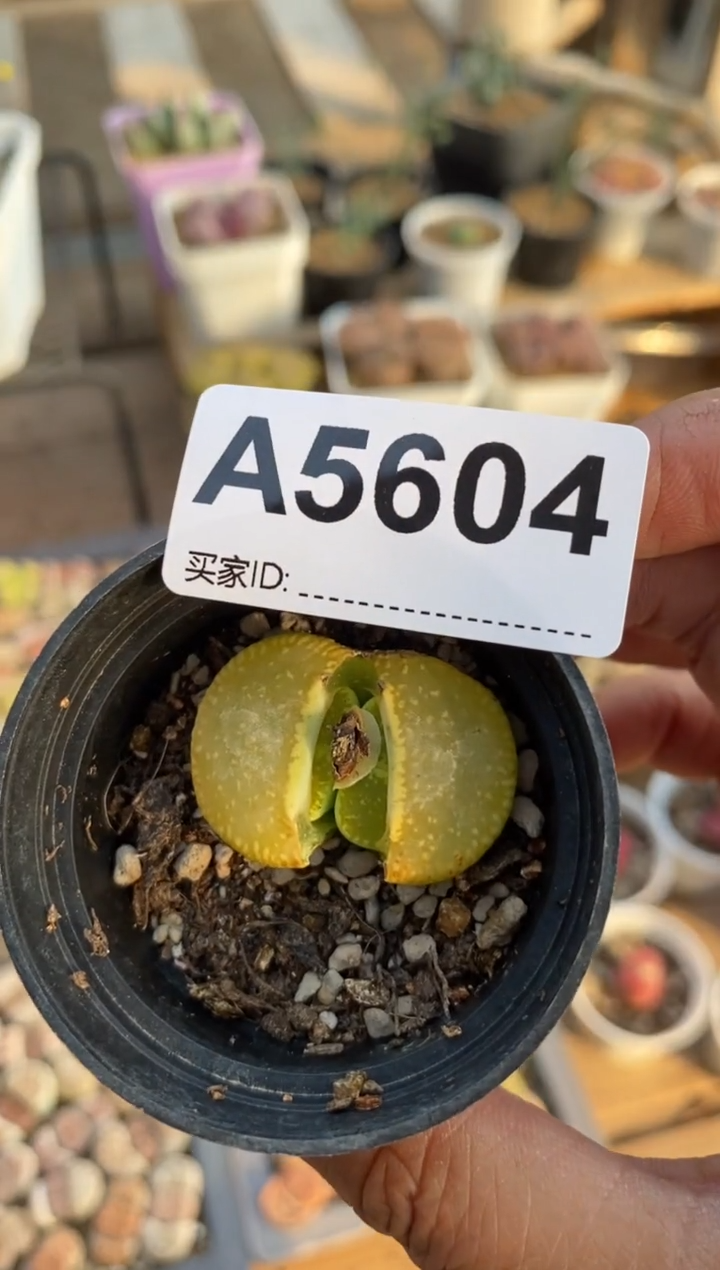 【闪购商品】5604直播一物一拍