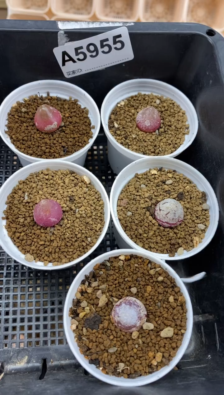 【闪购商品】5955直播一物一拍