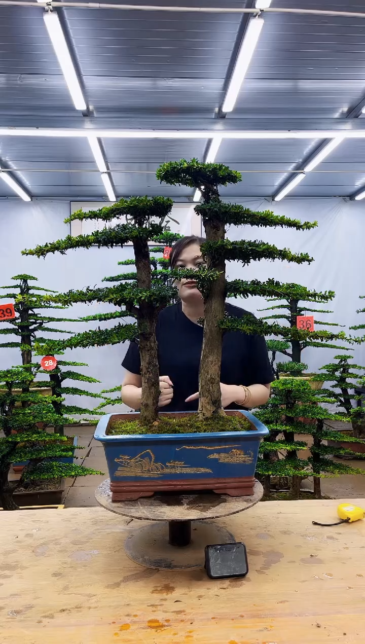 无花朵一物一拍，所见即所得