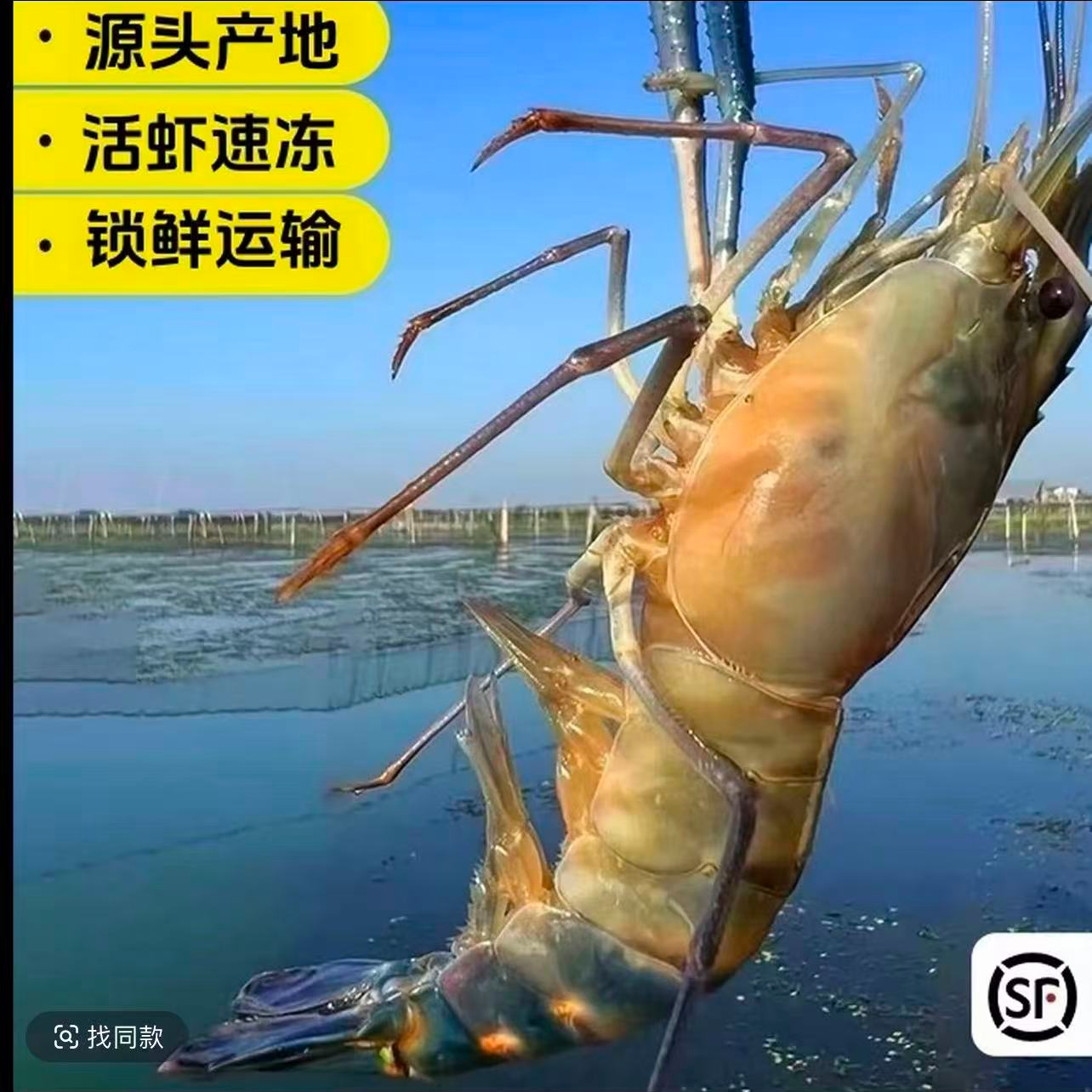 三斤新鲜大个头罗氏虾 一斤10-12只左右 顺丰冷链速冻发货