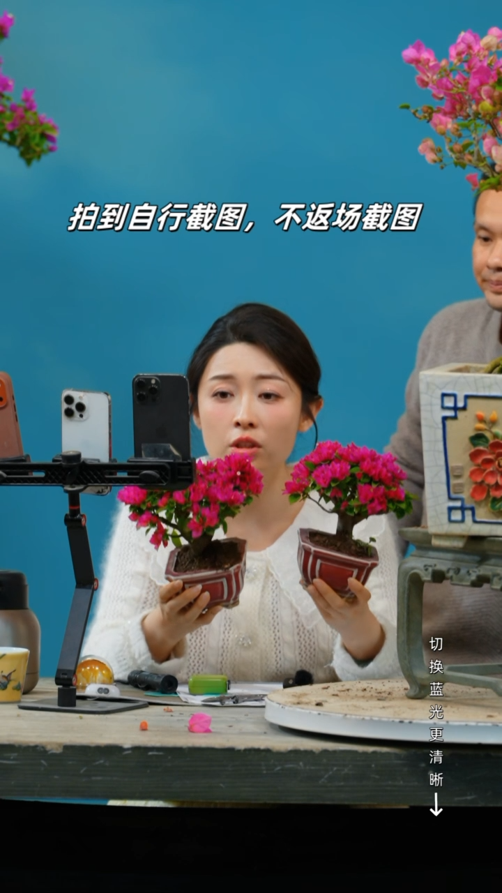 无花朵云*三角梅老桩盆景