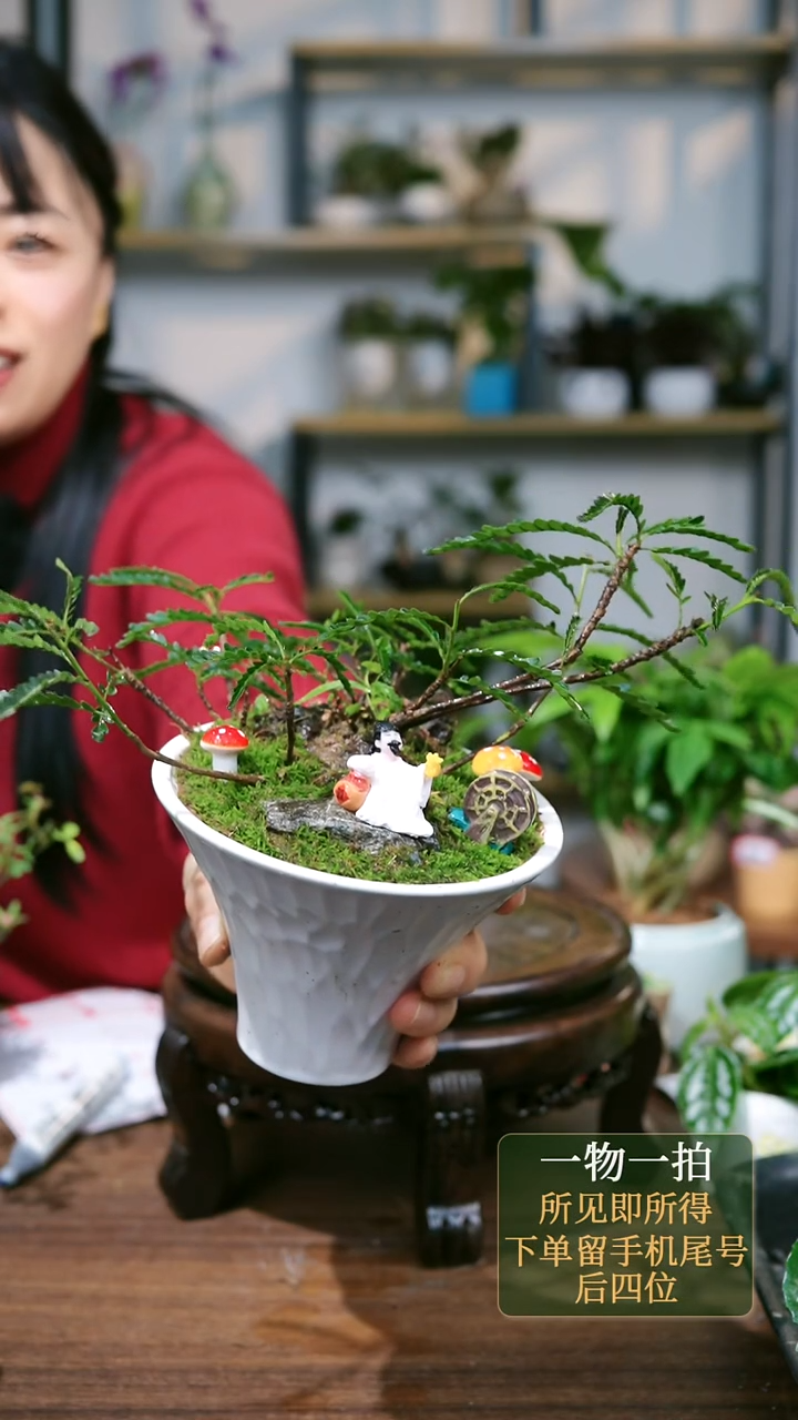 【闪购商品】94--7568牡丹多肉橙色