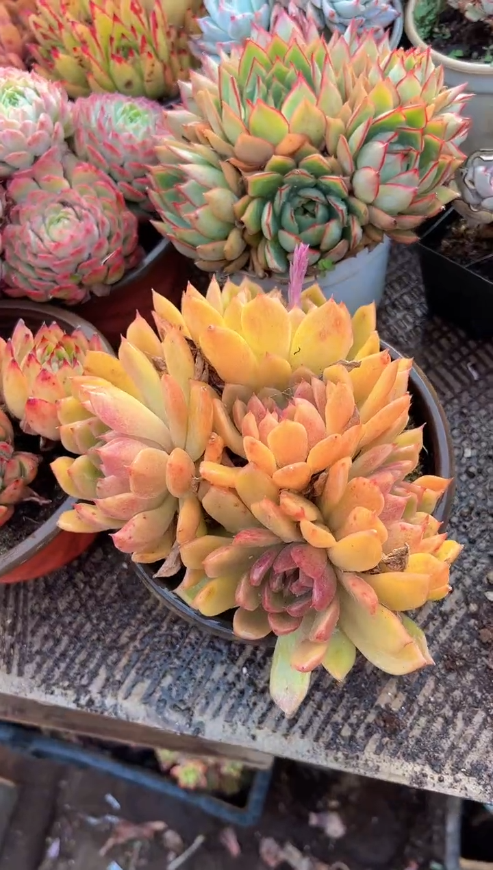 稻*多肉植物一物一拍31405