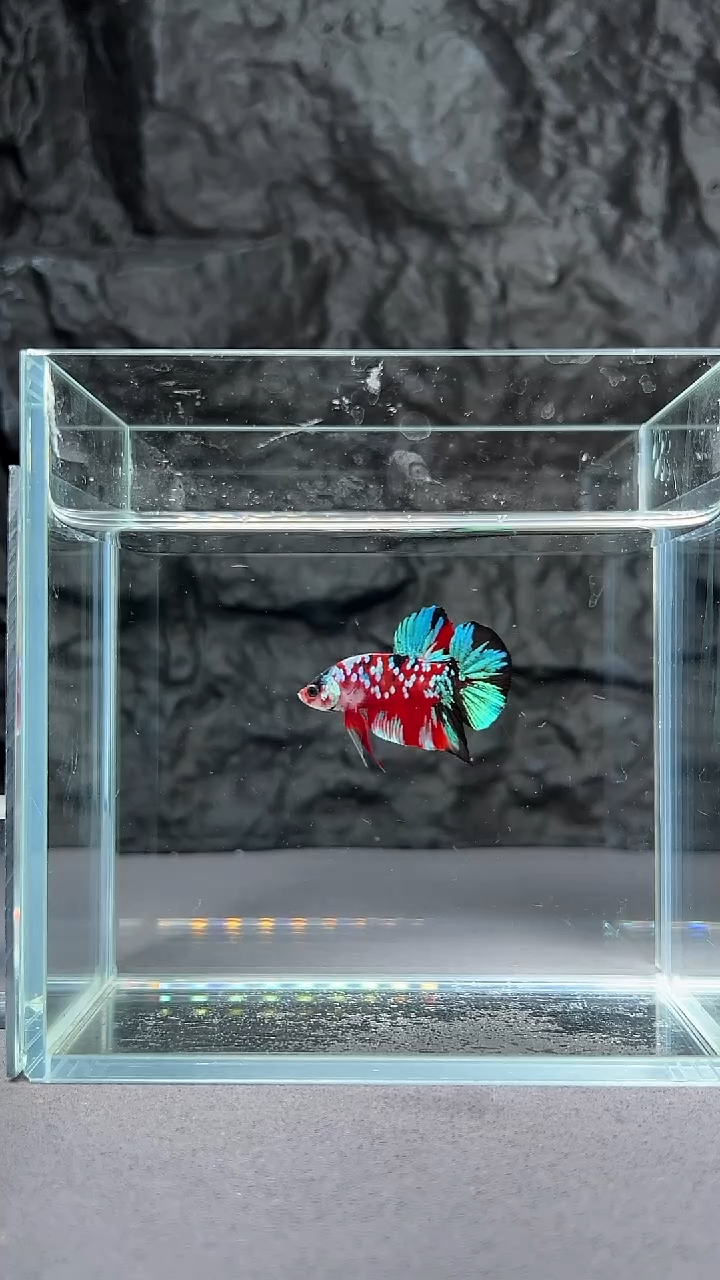 斗鱼竞拍链接A025